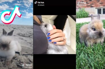 Funny Bunny Rabbit TikTok Compilation 3 [2020] | Happy Binky Rabbits of Tik Tok Viral
