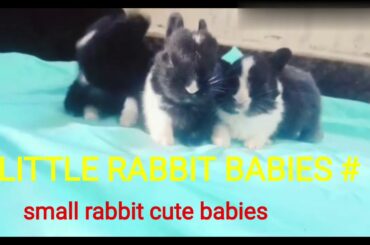 Rabbits babies / cute babies /LMP PETS AND STUDY WORLD