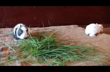 Cute baby bunnies playing..