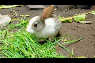 Cute Bunny cute eating pose