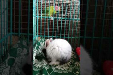 aakhir dono ne dosti kar he li,,🤩🤩🤩🤩🤩🤩🤩🤩🤩my cute baby bunny ...chimpu and mithu/parrot,😘😘