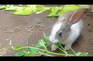 Cute Bunny Eating food with hungry Hens