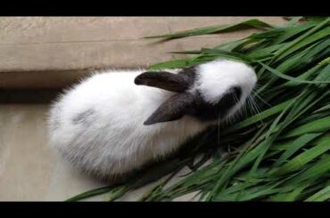 I ❤️my cute baby rabbit 👍