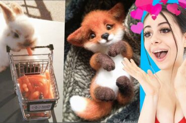 Cute BABY ANIMAL MOMENTS Video Compilation