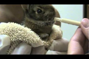Orphaned Wild Baby Bunnies Being Fed