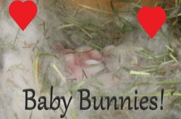 How To Care For Baby Bunnies!
