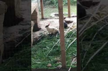 Cute rabbit bunny babies