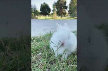Random Baby bunny eating grass at the park