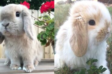 Cute baby animals video | funny cute rabbit | cute moments of the animals | cute animals Creation 1