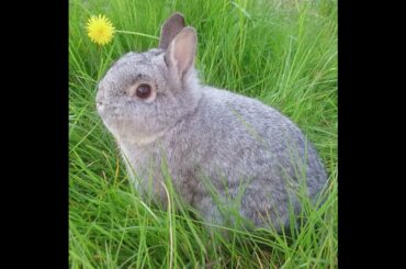 Netherland Dwarf Chinchilla Buck cute & adorable rabbit