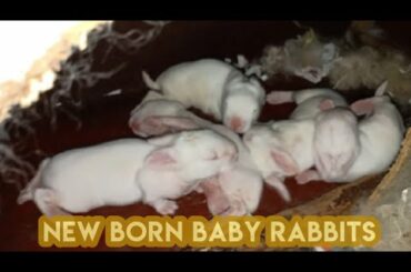NEW BORN BABY RABBITS