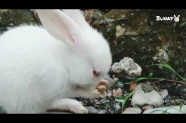 Funny Baby Bunny Playing 🐰 । Bunny The Super Star ⭐।
