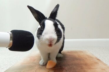 Rabbit eating cantaloupe for the first time! ASMR