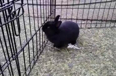 Netherland Dwarf Rabbit - Black 11 Weeks