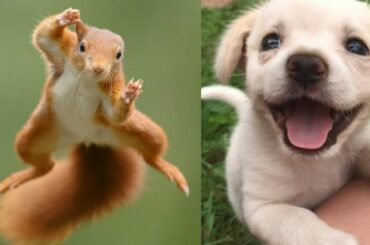 cute baby animals video aww | animals so cute videos compilation | cute moment of the animal 2