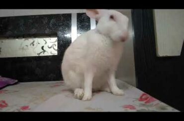 Cute things that a bunnies do | Funny and delirious video of Baby Bunny | Mikku the rabbit