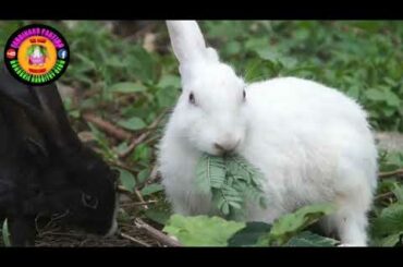 Funny and Cute Baby Rabbit Videos