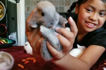 I Have MORE New Baby Bunnies!!