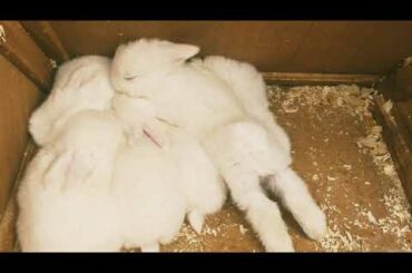 Baby Bunnies first day in the garden/小兔子在花园里的第一天/बगीचे में पहले दिन बेबी बन्स