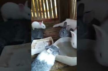 Cute Baby Bunnies