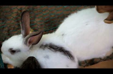 Wow! Lovely and Cute Baby Bunnies