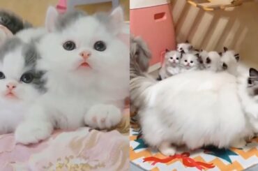 Baby Cats - Cute and Funny Cat Videos Compilation #1 |Daily story of Cats