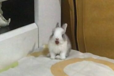 baby bunny runs around my bed like a playground and yawns after getting tired