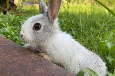 Cute white bunny | The Cutest White Baby Bunnies 4K