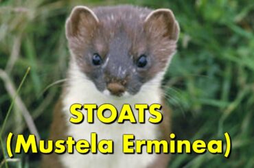 Stoats  ( Animals in swimming pools) Stoat  - Baby Stoat rescued from the pool ( Swimming Stoats)