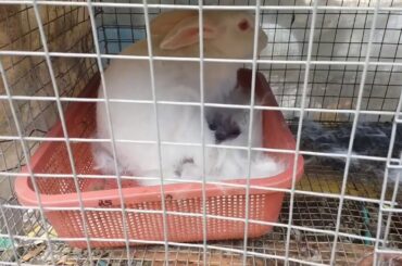 Our Wonderful Rabbit Giving Birth to 8 Baby Bunies at Home | Baby Bunnies super cute