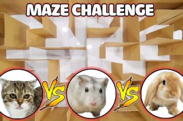 Funny Cats | Cat Kitten vs Hamster vs Rabbit: Who is the BEST? | Battle in the GAINT Maze!