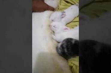 Cute baby rabbits Milk Feeding - day 12