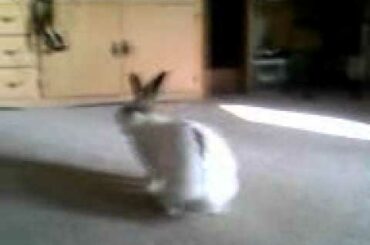 Cute BUNNY RABBIT Jumping!!!