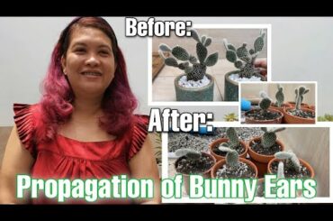 How to Propagate Bunny Ears + care tips