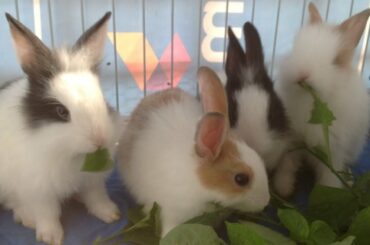 Cute Baby Rabbits With Mom Nom Nom Nom #rabbits #cutebabyrabbits #momandbabyrabbits