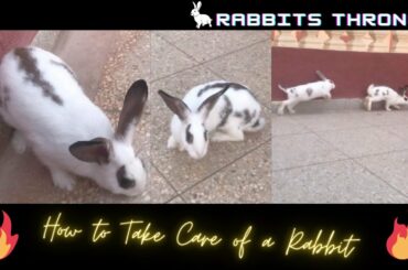 How to Take Care of a Rabbit - English Rabbits Butterfly Beauty - All About Rabbits - Cute Bunnies