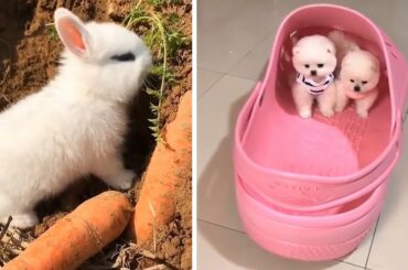 AWW Animals SOO Cute! Cute baby animals Videos Compilation cute moment of the animals #7