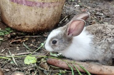 Rabbit Cute Look