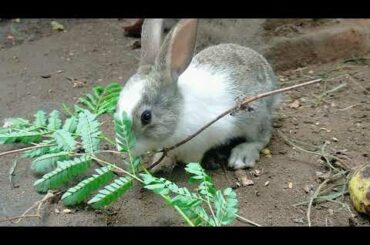 Cute Rabbit eating