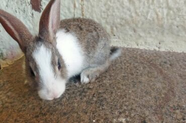 Cute Bunny