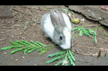 healthy CUTE Bunny