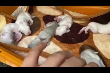 6 cute 6 days old bunnies