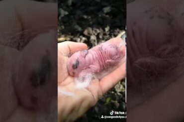 Cute 1 Day old baby rabbit.