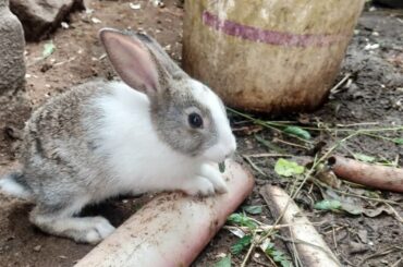 Cute Bunny cute look