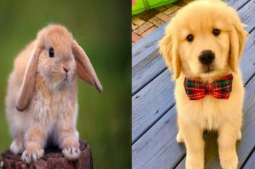 💓 cute baby animals video aww | animals so cute videos compilation | cute moment of the animal 3