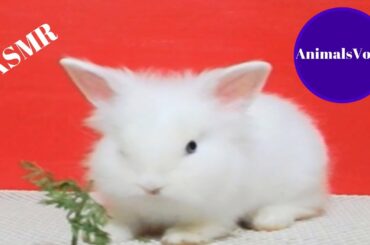 ASMR Rabbit Eating Carrot Leaves || AnimalsVoice
