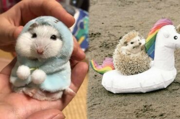 Cute baby animals Videos Compilation Cute moment of the animals - Cutest Animals On Earth #13
