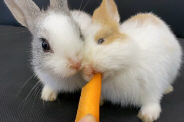 AWW Animals SOO Cute! Cute baby bunny Videos Compilation cute moment of the animals #7