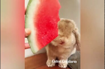 Cutest Bunnies 🐰 || Eating || Baby Rabbits Videos Compilation