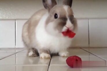 💗 Aww - Funny and Cute Animals Compilation 2020 💗 Funny Bunny Videos